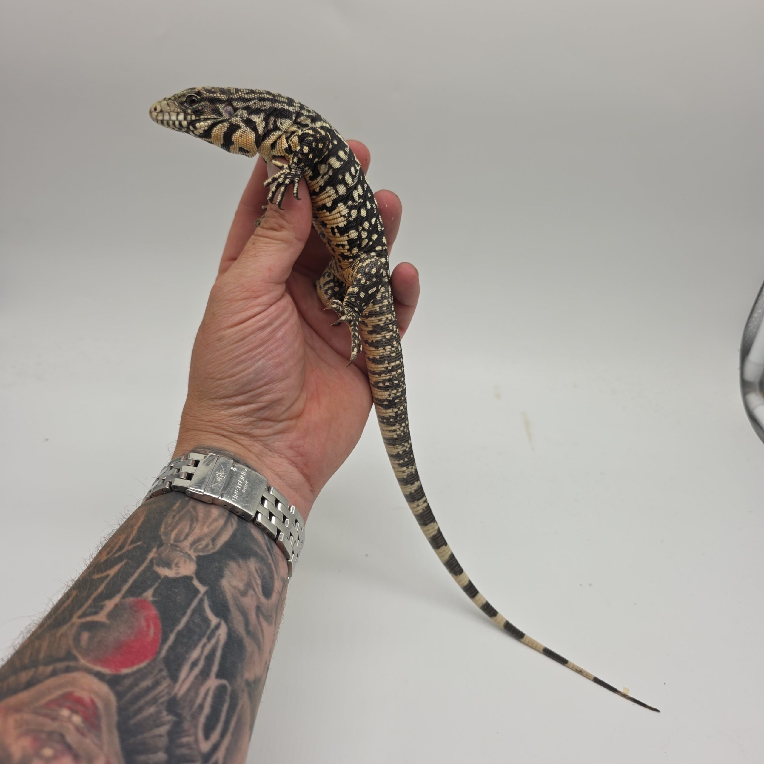 Tegu géant d'argentine.
tupinambis merianae
salvator merianae
juvenil – Image 5