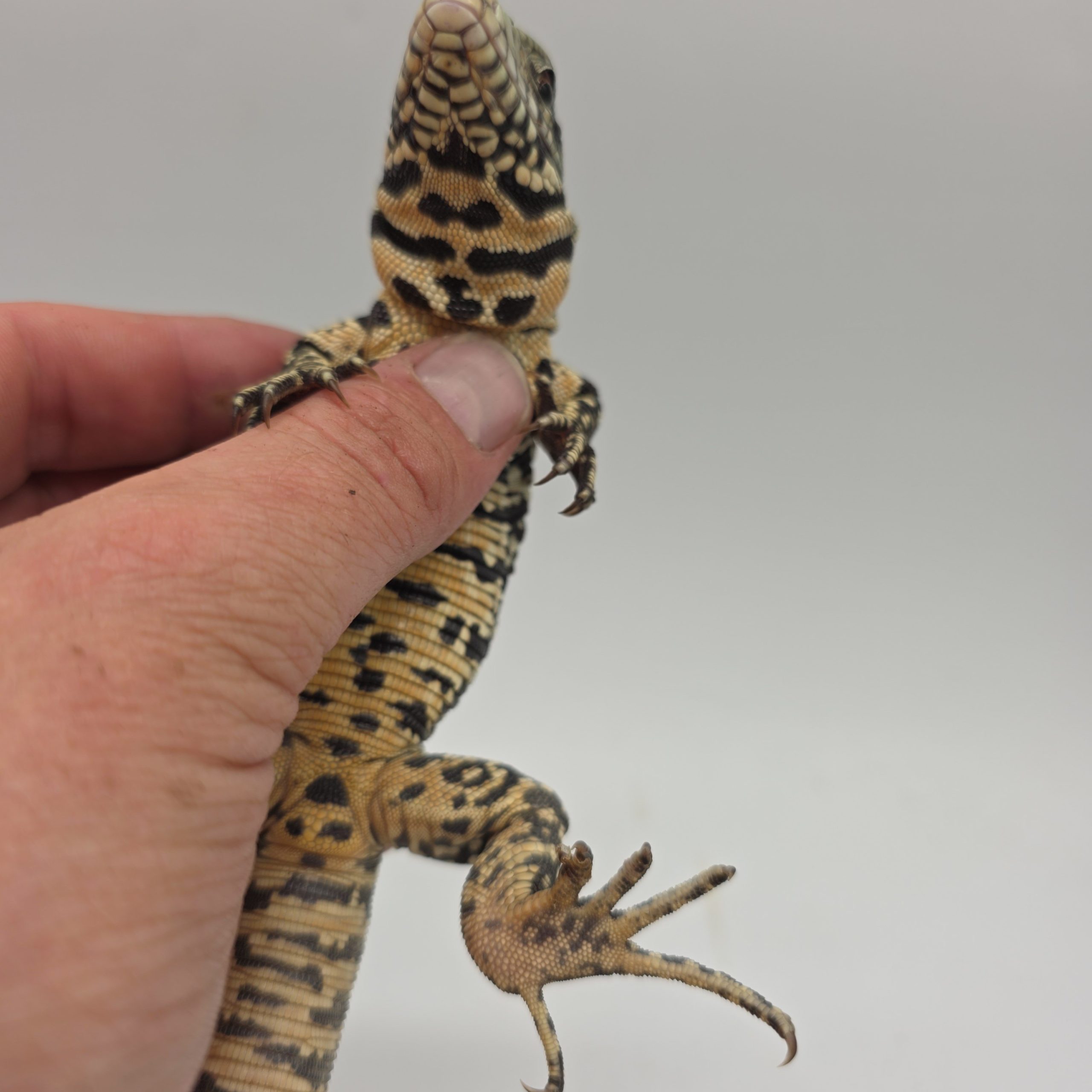 Tegu géant d'argentine.
tupinambis merianae
salvator merianae
juvenil – Image 2