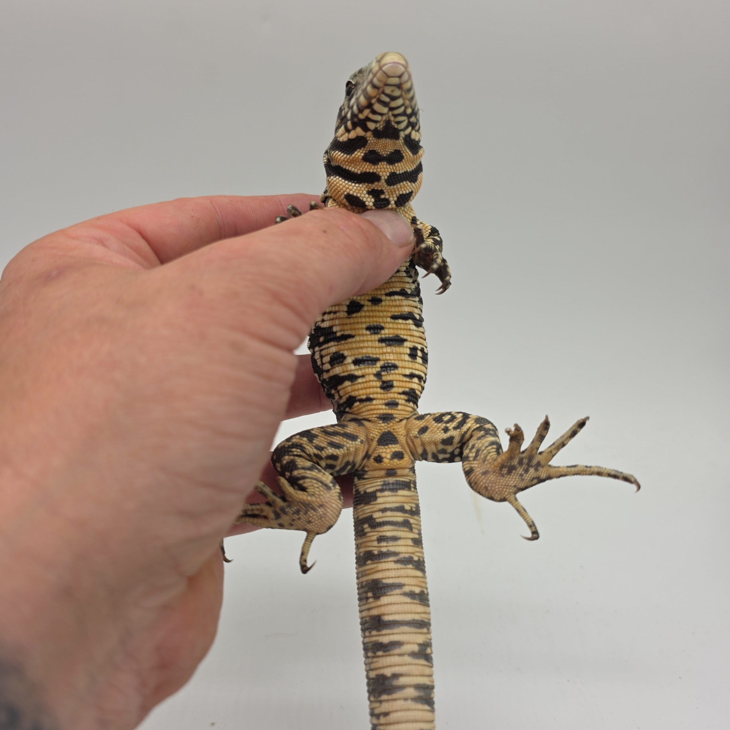 Tegu géant d'argentine.
tupinambis merianae
salvator merianae
juvenil – Image 6