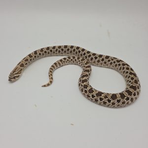 Heterodon nasicus
arctic 66% het albinos
femelle