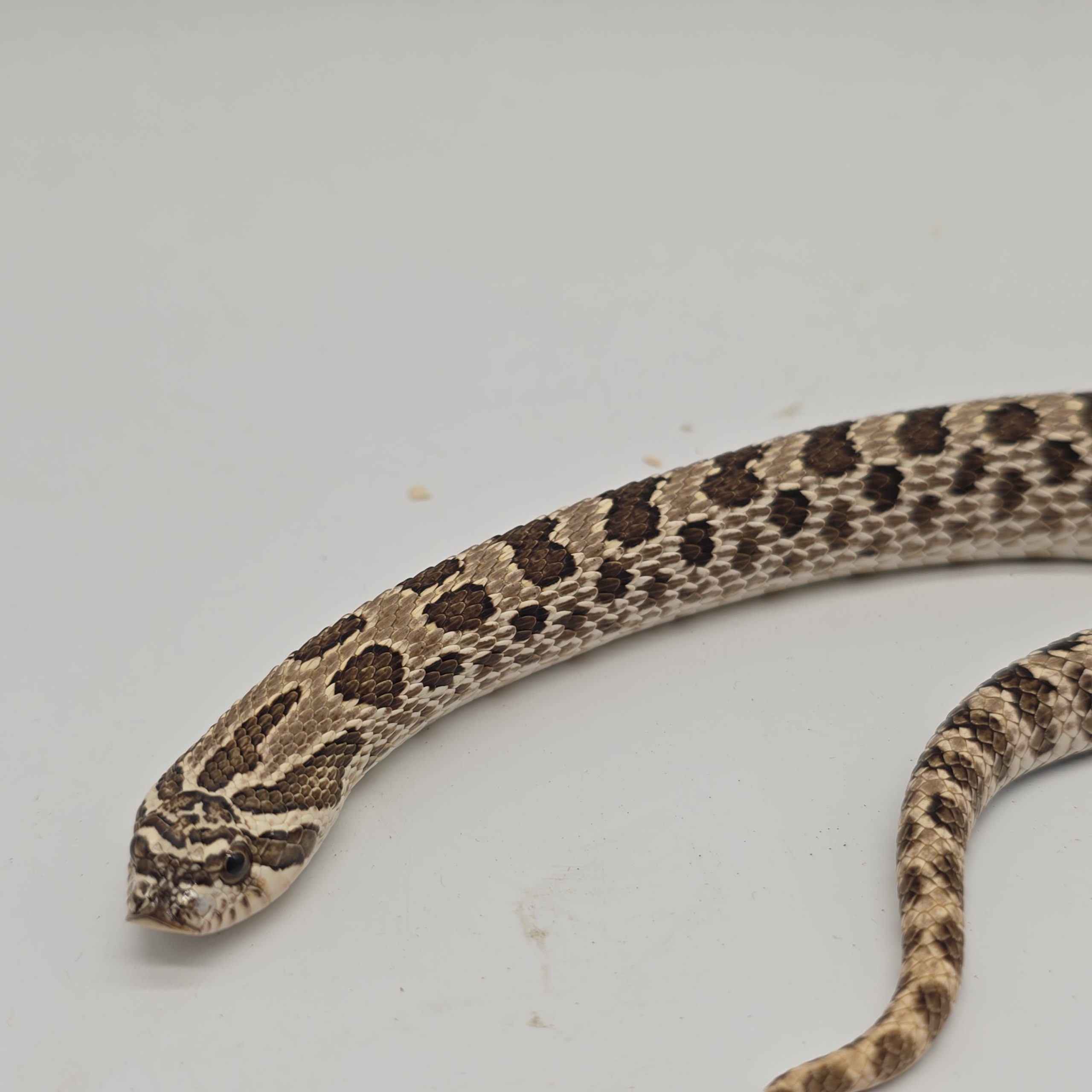 Heterodon nasicus
arctic 66% het albinos
femelle – Image 2