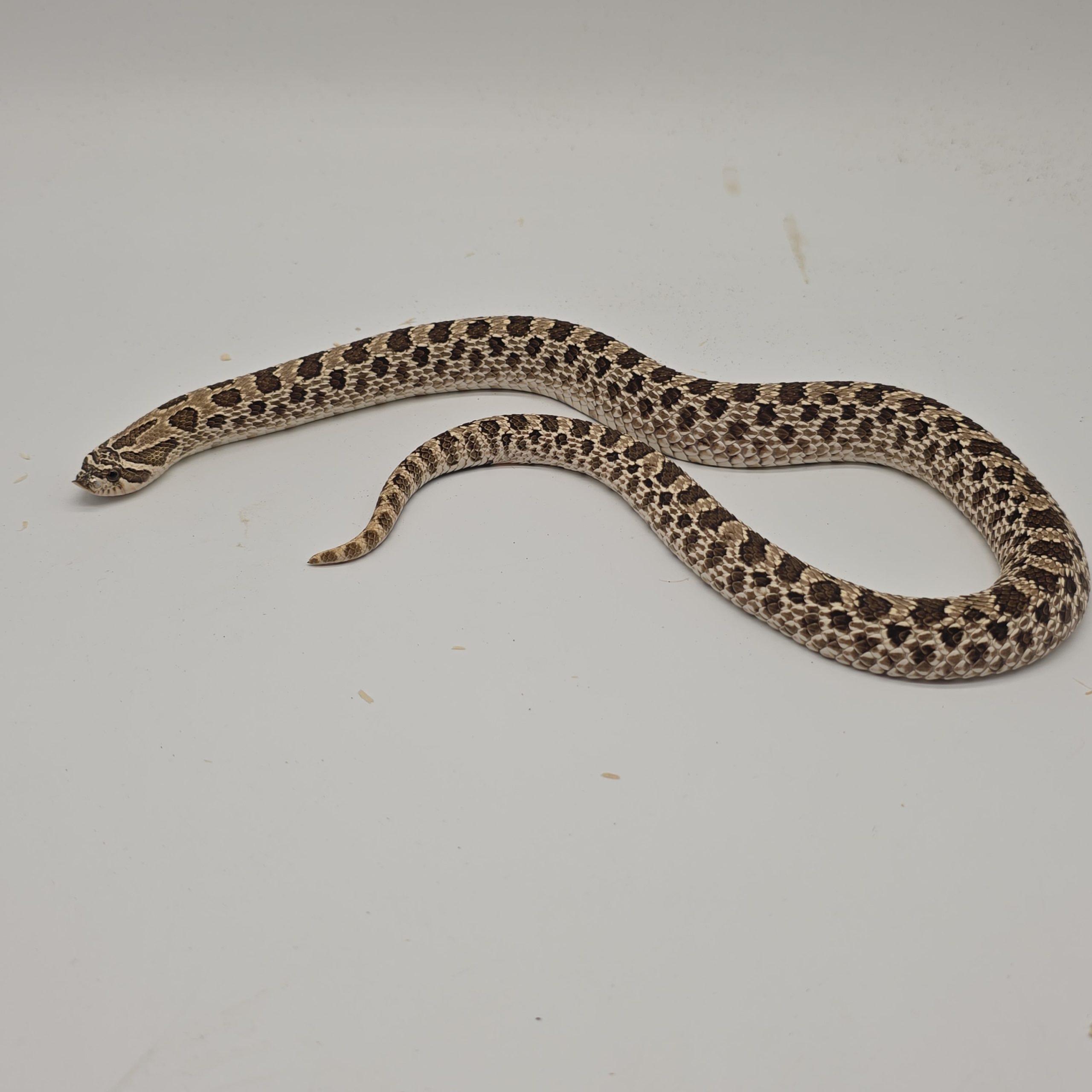 Heterodon nasicus
arctic 66% het albinos
femelle – Image 4