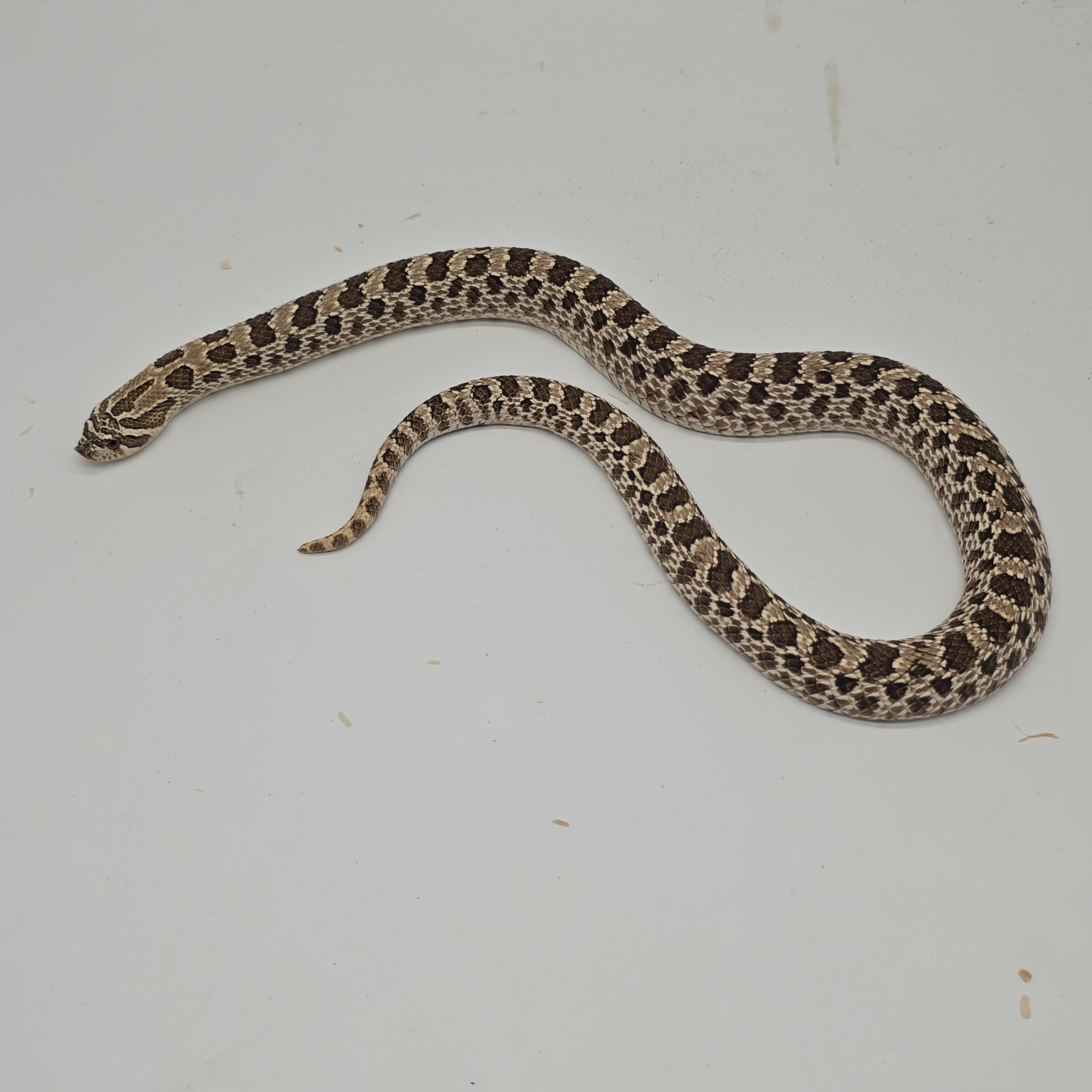 Heterodon nasicus
arctic 66% het albinos
femelle – Image 3