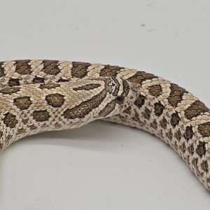 Heterodon nasicus
arctic 66% het albinos
male