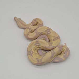 boa constrictor imperator 
snowglow vpi jungle 
femelle