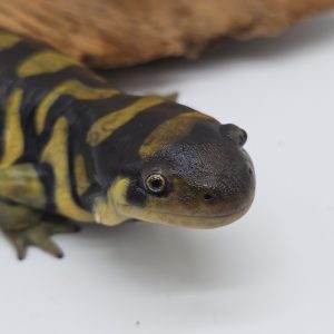 Ambystoma Triginum
Salamandre tigrine
femelle adulte