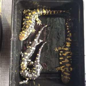 Ambystoma Triginum
Salamandre tigrine
jeune non sexé