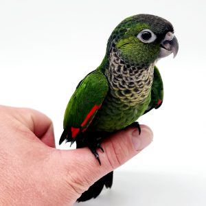 pyrrhuras rupicola sandiae
conure à cape noir 
élevé main 
041