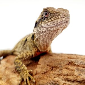 Intellagama Lesueurii (dragon d'eau australien) 2024
sexé male