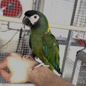 Ara auricollis ( ara à collier jaune ) mâle de 2 ans et demi élevé à la main