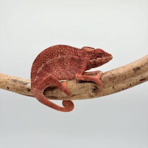 Furcifer pardalis ( caméléon panthère) femelle