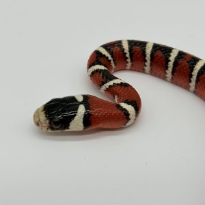 Lampropeltis pyromelana mâle