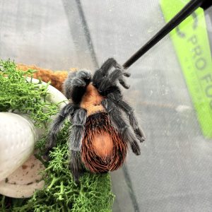Brachypelma albiceps