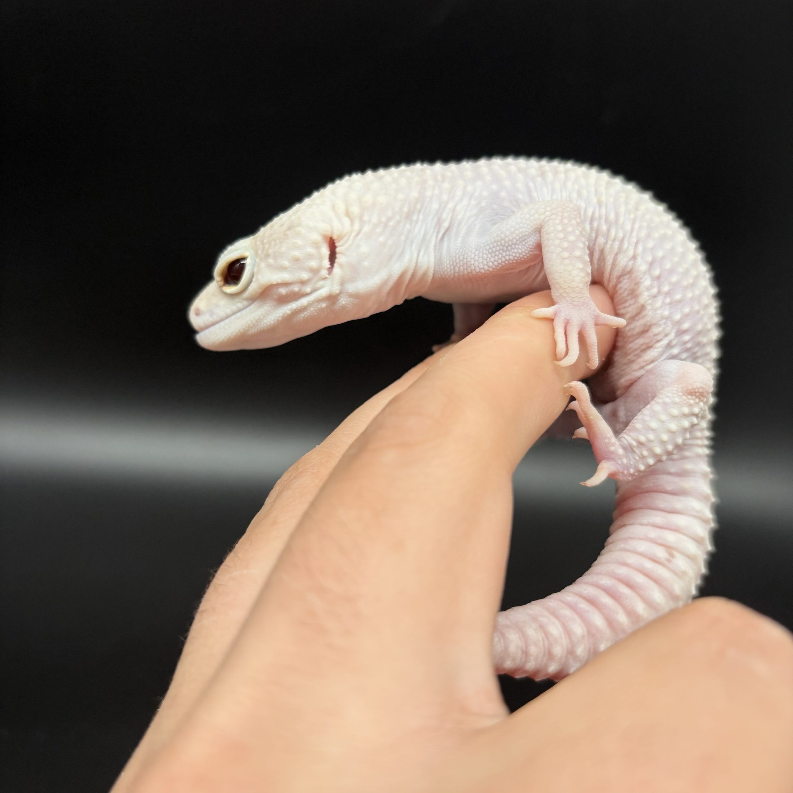 Gecko léopard Diablo blanco mâle – Image 3