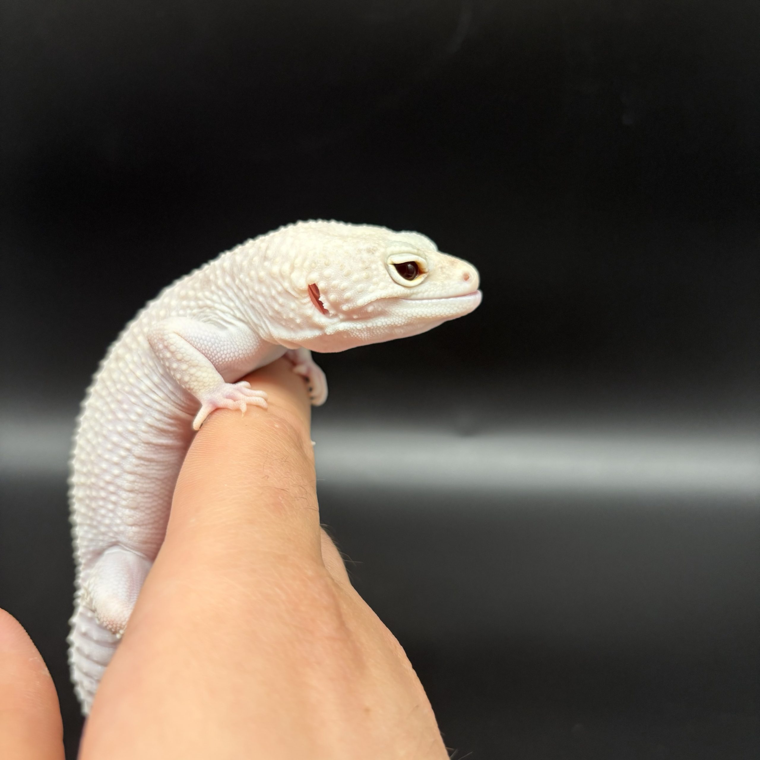 Gecko léopard Diablo blanco mâle – Image 2