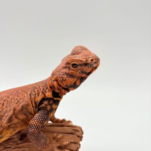 Uromastyx geyri orange mâle