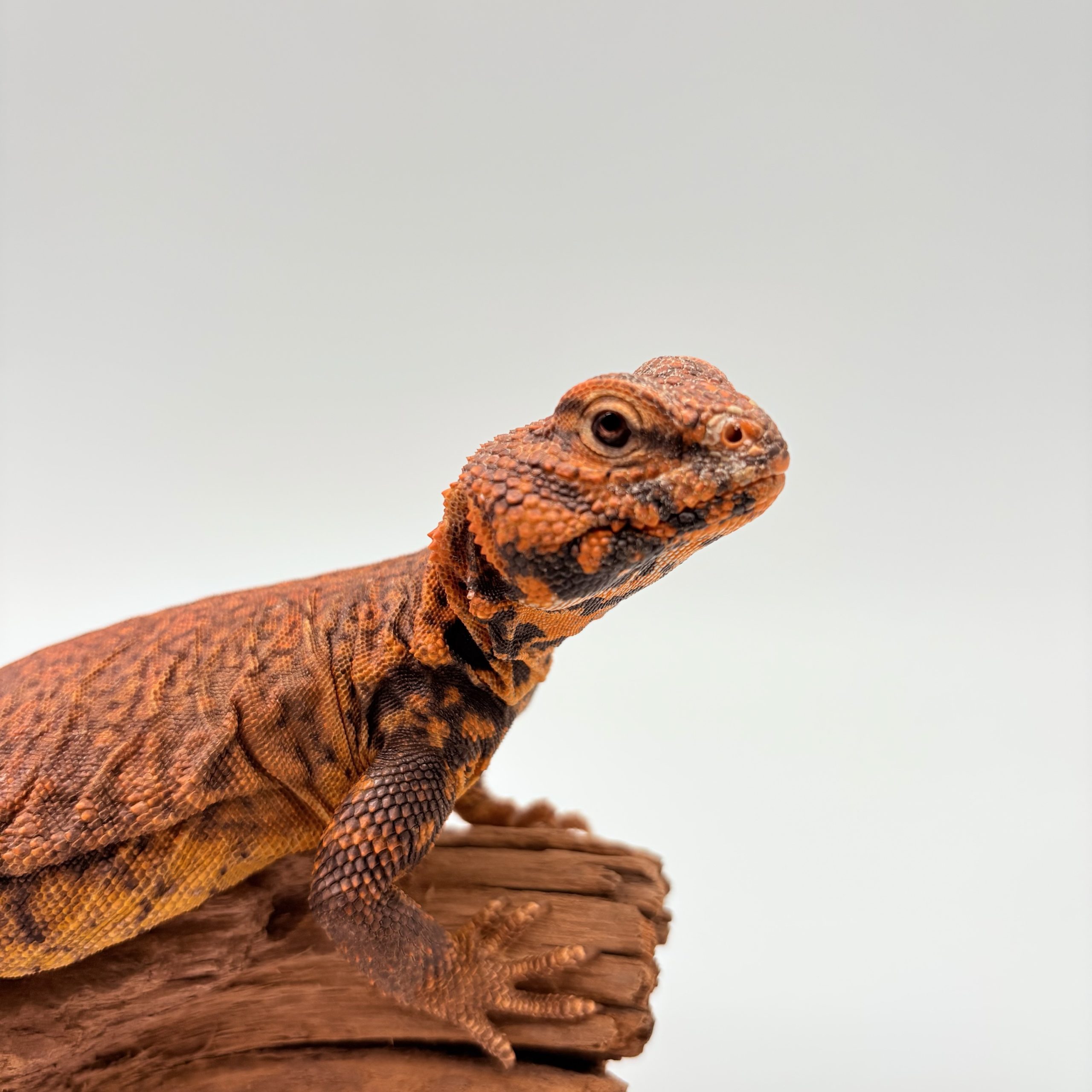 Uromastyx geyri orange mâle – Image 3