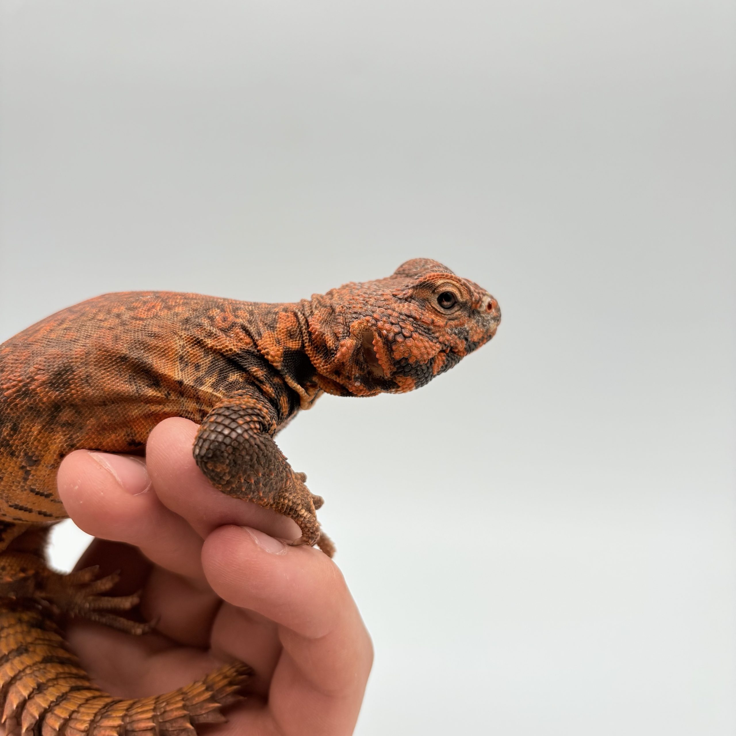 Uromastyx geyri orange mâle – Image 2