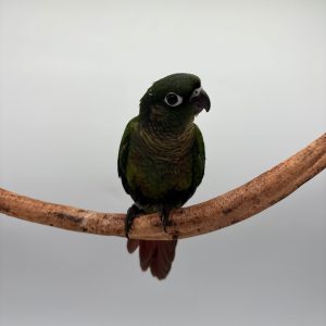 Pyrrhura Molinae conure a joue verte 049 élevé main