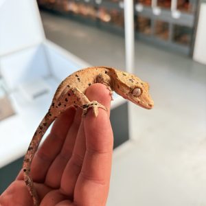 Gecko à crête super dalmatien femelle pour smagghe